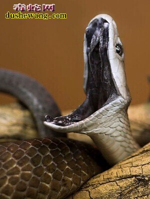 黑曼巴蛇的生活习性