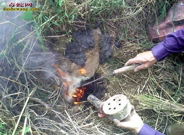 野外捕蛇的几种方法