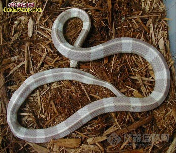 白色金环蛇