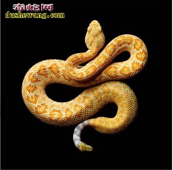 捕捉白化响尾蛇