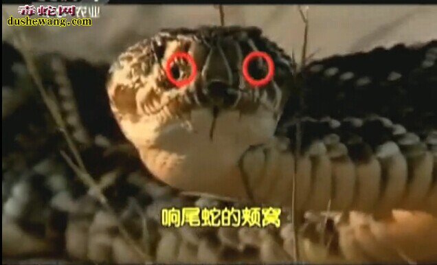 响尾蛇捕食