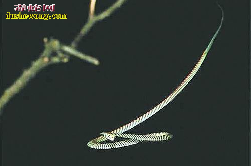 飞蛇图片