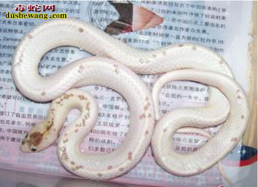 白化赤练蛇