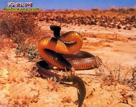 太攀蛇长什么样