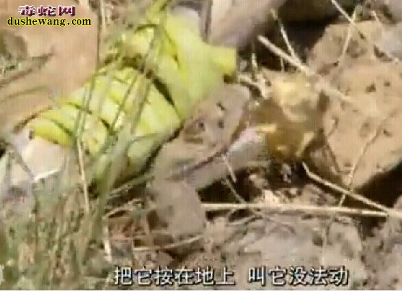 猎杀响尾蛇
