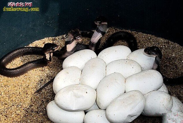 眼镜蛇蛋孵化