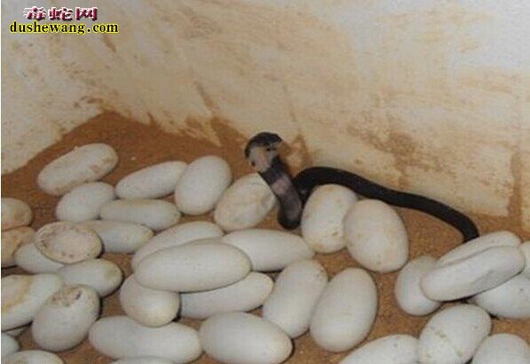 蛇蛋的图片
