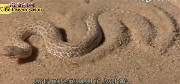 沙漠响尾蛇