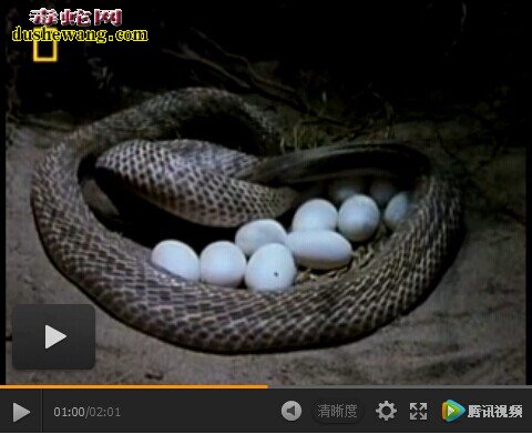 眼镜蛇下蛋全过程 眼镜蛇产卵全过程