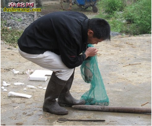 房事不行不久五步蛇泡酒喝有功效吗