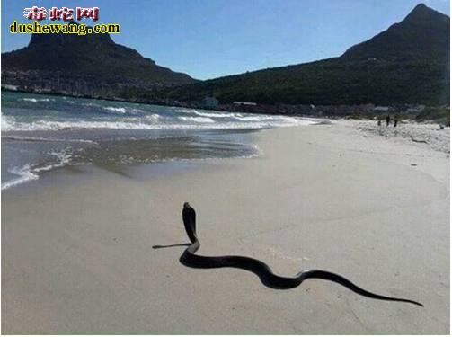 南非豪特湾海岸现黄金眼镜蛇