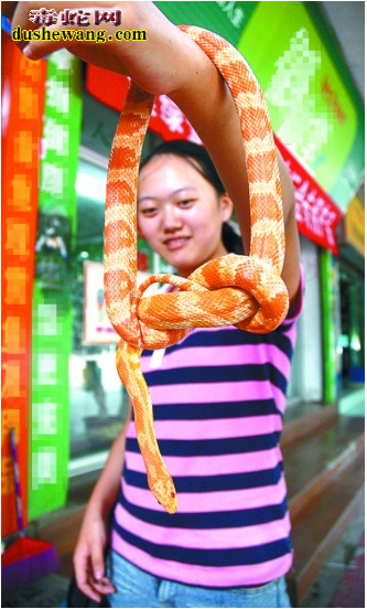 玉米蛇多长