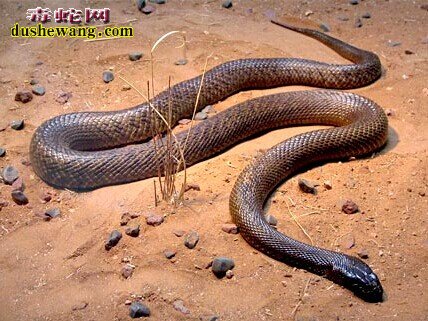 世界上最毒的蛇、内陆太攀蛇