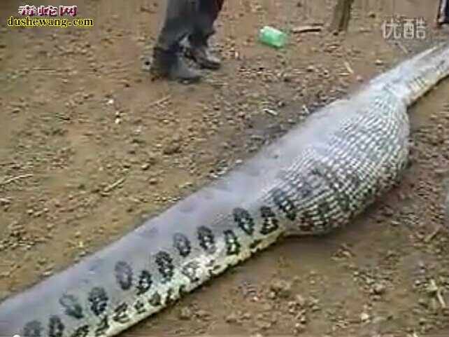 大蟒蛇视频