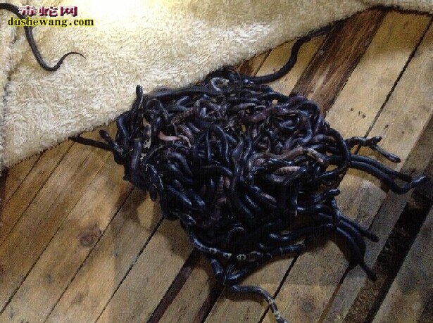 海南眼镜蛇蛋,海南眼镜蛇苗