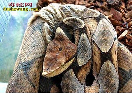 麻蛇图片
