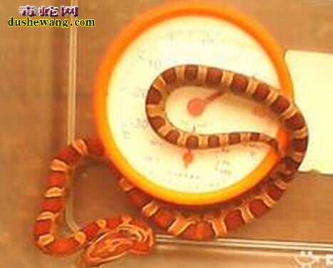 玉米蛇种类