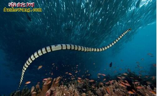        导读：海洋金环蛇是一种带有毒液的海洋生物，当它游动时会来回摆动像头部的蛇尾，从而有效地躲避掠食者的攻击。海洋金环蛇和陆生的金环蛇很相似，通常海洋的蛇类要比陆生的要毒的多。