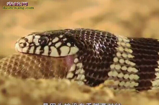 王蛇吃响尾蛇