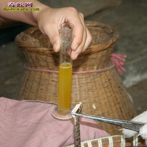 毒蛇取毒,蛇毒腺萎缩