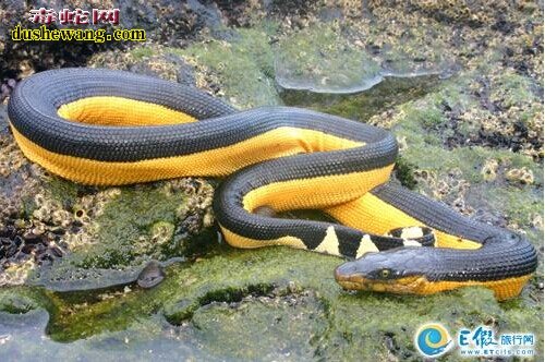 大海蛇真实图片