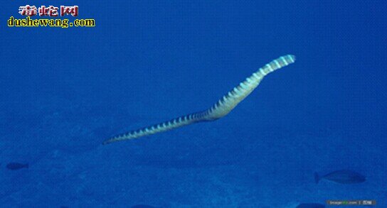 大海蛇真实图片
