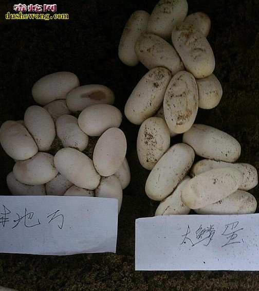 眼镜蛇是生蛋还是生小蛇