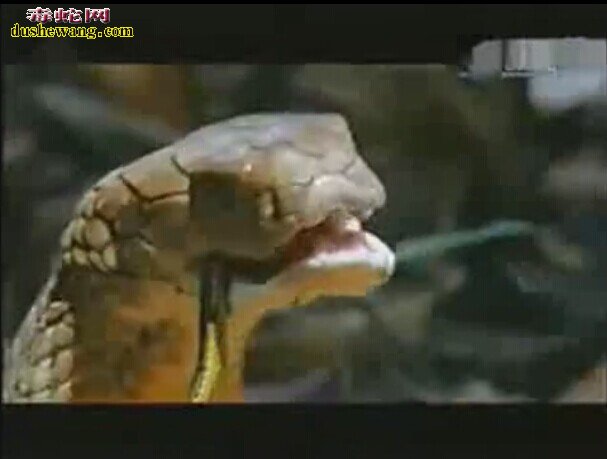 眼镜王蛇吃蟒蛇