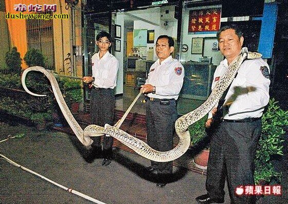 最大的大王蛇