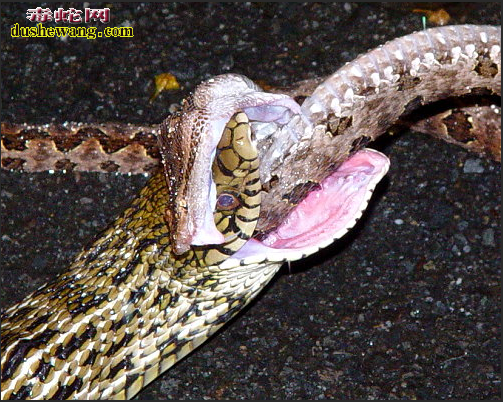 王锦蛇吃五步蛇图片