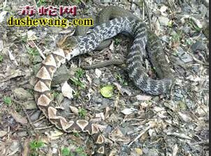 王锦蛇吃五步蛇图片