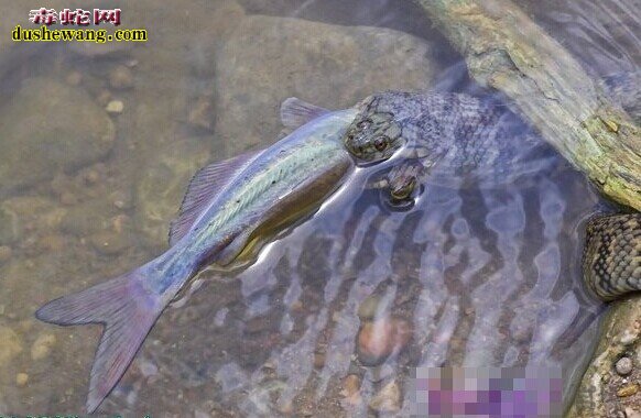 养殖中华水蛇