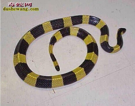 马来环蛇和金环蛇