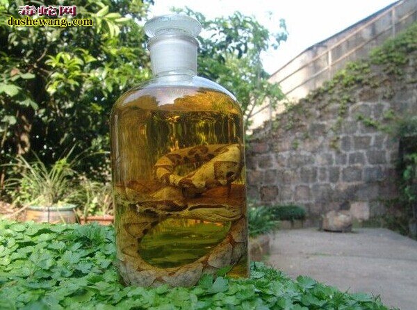 得了类风湿怎么办,喝五步蛇酒好吗