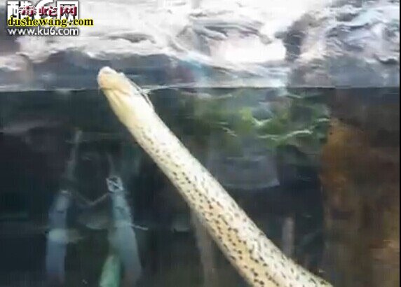 超大水蛇