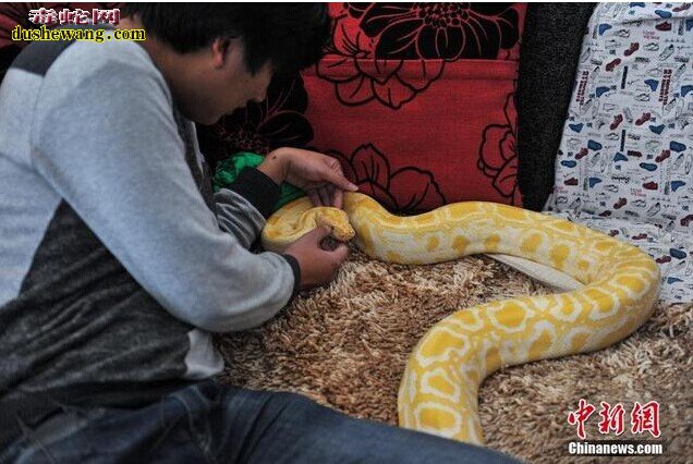 昆明蟒蛇少年
