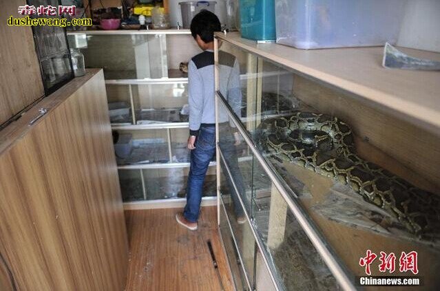 昆明蟒蛇少年