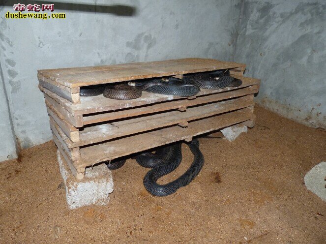 养蛇成功应具备什么条件