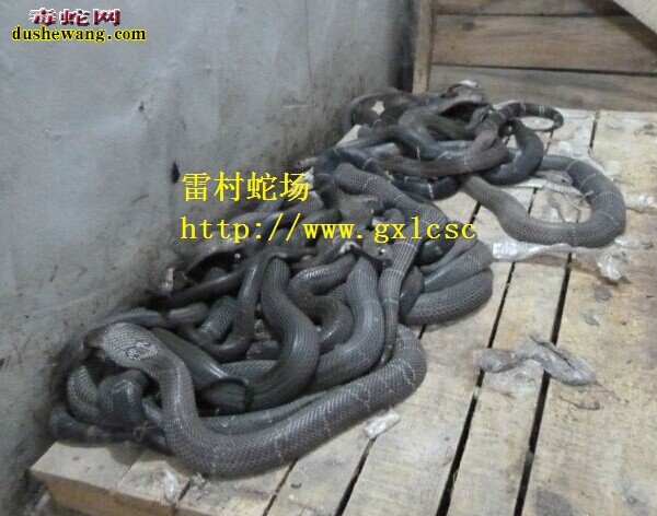 雷村蛇场,毒蛇养殖日常操作规范