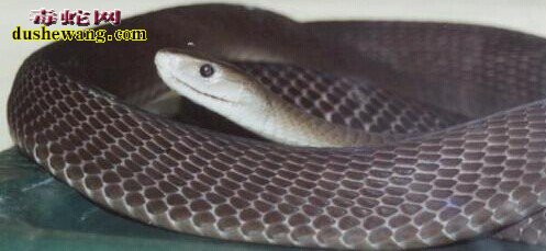 黑曼巴蛇是眼镜蛇的一种吗