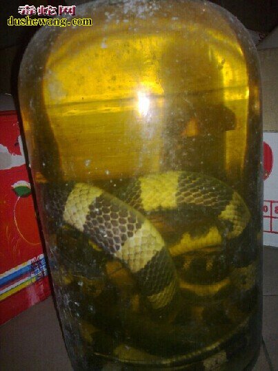 金环蛇泡酒的药方,金环蛇怎么泡酒