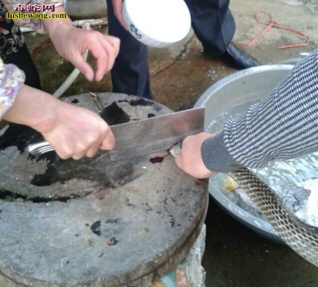如何制作蛇肉 杀蛇蛇肉做法全过程