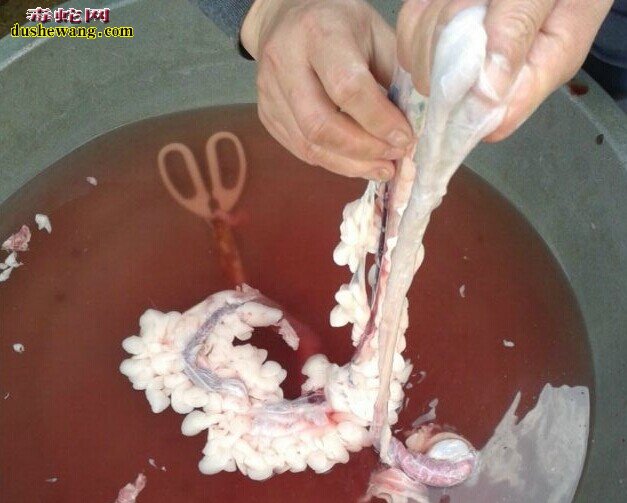 如何制作蛇肉 杀蛇蛇肉做法全过程