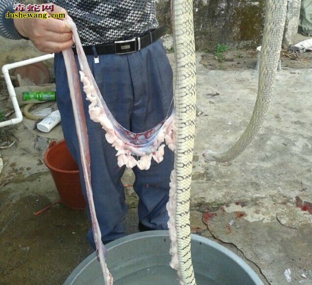 如何制作蛇肉 杀蛇蛇肉做法全过程