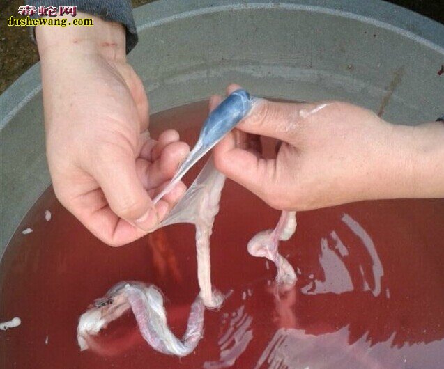 如何制作蛇肉 杀蛇蛇肉做法全过程