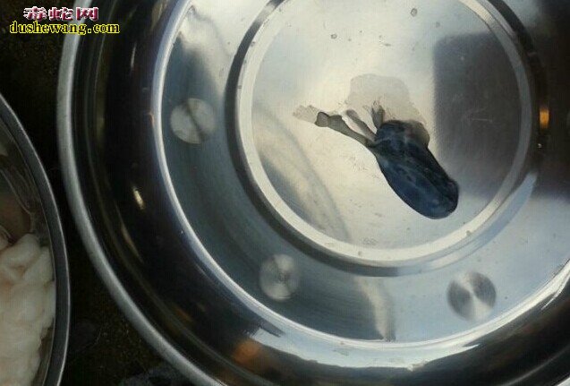 如何制作蛇肉 杀蛇蛇肉做法全过程