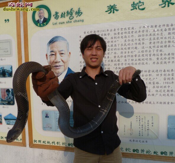 世界最大的眼镜蛇