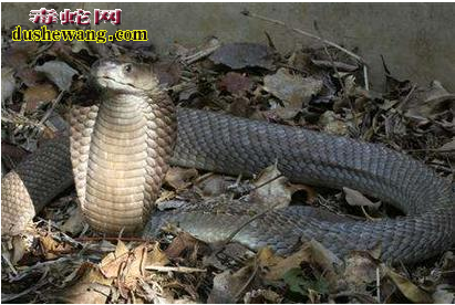 世界最大的眼镜蛇