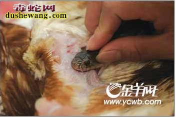 蛇咬鸡,蛇咬鸡做法,什么是蛇咬鸡