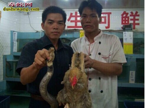 蛇咬鸡,蛇咬鸡做法,什么是蛇咬鸡